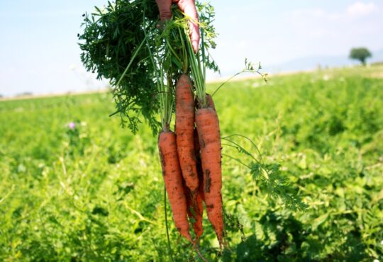 Saisonstart: Möhren gibt's wieder frisch vom Feld