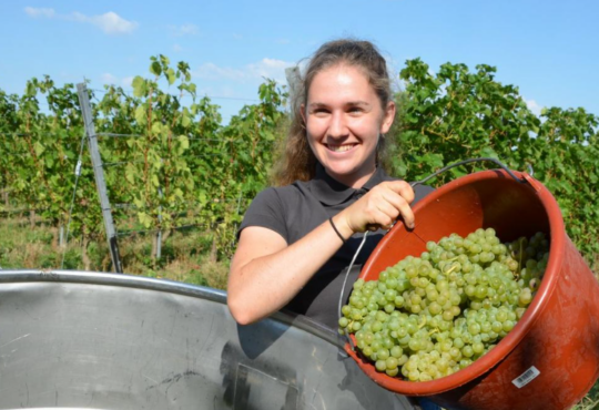 Weinlese für den ersten Federweißen