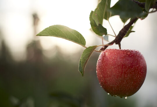 Fräulein Apfelsorte