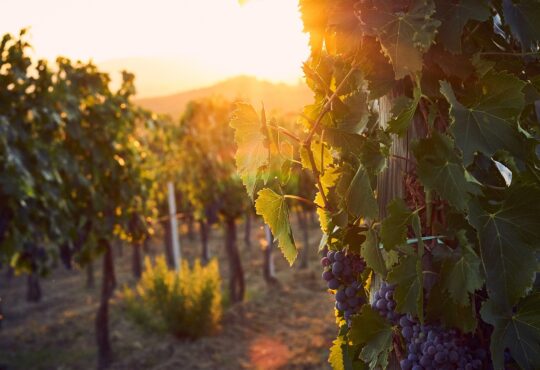 Die Top 400 Weine aus der Toskana